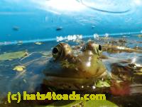 /home//u458753944/public_html/sourcegallery////Frogs/Bullfrogs 2016-08 Ontario/P8081416.JPG